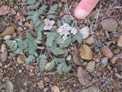 Canby's lomatium (Lomatium canbyi)
